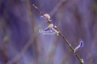 Catkin - ament flower - Bavaria