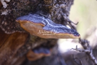 Turkey Tail Mushroom - Bavaria