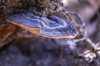 Turkey Tail Mushroom - Bavaria