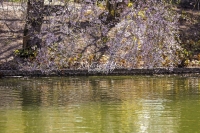 Cherry Blossom Tree - Bavaria
