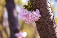 Japanese Cherry Flower - Bavaria