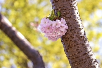 Japanese Cherry Flower - Bavaria