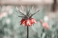 Red Crown Imperial - Bavaria