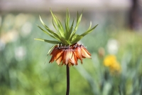 Red Crown Imperial - Bavaria