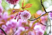 Japanese Cherry Flower - Bavaria