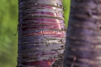 Mahogany Cherry Tree - Bavaria