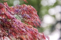 Hana Matoi - Japanese Mapel Tree - Bavaria