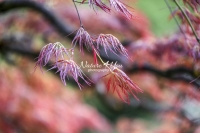 Hana Matoi - Japanese Mapel Tree - Bavaria