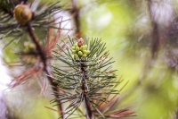 Scots Pine - Fir Tree - Bavaria