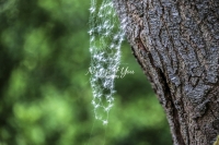 Spider Web - Bavaria