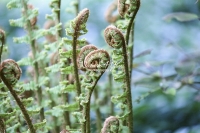 Common Bracken - Bavaria