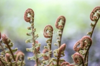 Common bracken - Bavaria