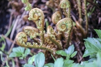 Common bracken - Bavaria