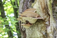 Lumpy Bracket Mushroom - Bavaria