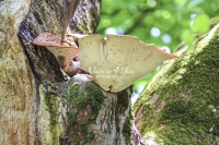 Lumpy Bracket Mushroom - Bavaria
