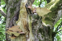Lumpy Bracket Mushroom - Bavaria