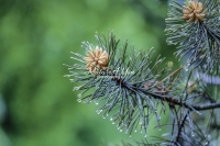 Lodgepole Pine Tree - Bavaria