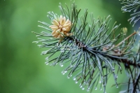 Lodgepole Pine Tree - Bavaria