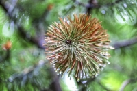 Fir Tree - Bavaria