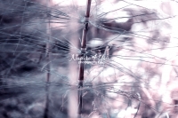 Horsetail Plant - Bavaria