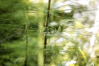 Horsetail Plant - Bavaria