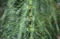 Horsetail Plant - Bavaria