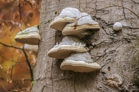 European ice man fungus - Mushrooms - Bavaria