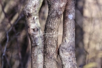 Wood Forms - Strangler - Bavaria