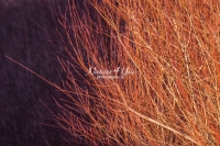 Coral Bark Willow Bushes