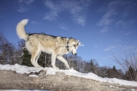 Siberian Huskies, Husky, Dogs, Snow dogs, snow, playing, running