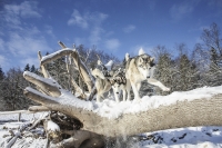 Siberian Huskies, Husky, Dogs, Snow dogs, snow, playing, running