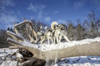 Siberian Huskies, Husky, Dogs, Snow dogs, snow, playing, running