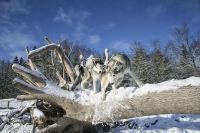 Siberian Huskies, Husky, Dogs, Snow dogs, snow, playing, running