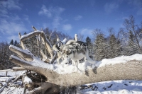 Siberian Huskies, Husky, Dogs, Snow dogs, snow, playing, running