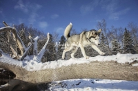 Siberian Huskies, Husky, Dogs, Snow dogs, snow, playing, running