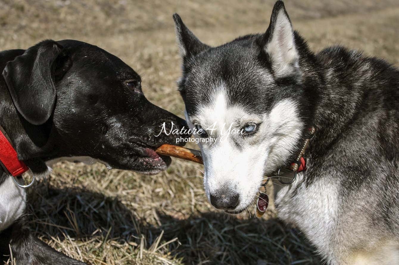 Dogo Mix - Siberian Husky | Nature4you - photography