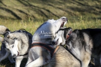 Siberian Huskies, Husky, Dogs, Snow dogs, snow, playing, running