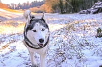 Siberian Huskies, Husky, Dogs, Snow dogs, snow, playing, running