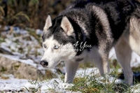 Siberian Huskies, Husky, Dogs, Snow dogs, snow, playing, running