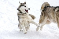 Siberian Huskies, Husky, Dogs, Snow dogs, snow, playing, running