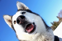 Siberian Huskies, Husky, Dogs, Snow dogs, snow, playing, running