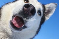 Siberian Huskies, Husky, Dogs, Snow dogs, snow, playing, running