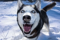 Siberian Huskies, Husky, Dogs, Snow dogs, snow, playing, running