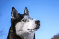 Siberian Huskies, Husky, Dogs, Snow dogs, snow, playing, running