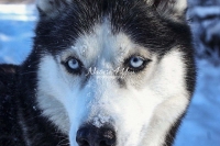 Siberian Huskies, Husky, Dogs, Snow dogs, snow, playing, running