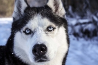 Siberian Huskies, Husky, Dogs, Snow dogs, snow, playing, running