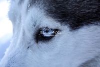 Siberian Huskies, Husky, Dogs, Snow dogs, snow, playing, running