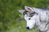 Siberian Huskies, Husky, Dogs, Snow dogs, snow, playing, running