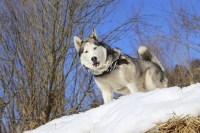 Siberian Huskies, Husky, Dogs, Snow dogs, snow, playing, running