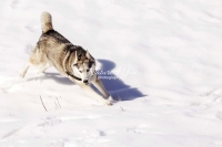 Siberian Huskies, Husky, Dogs, Snow dogs, snow, playing, running